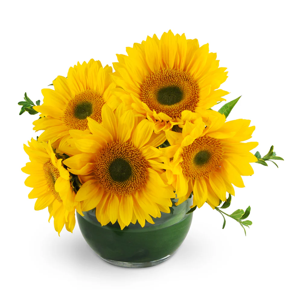 Sunflowers